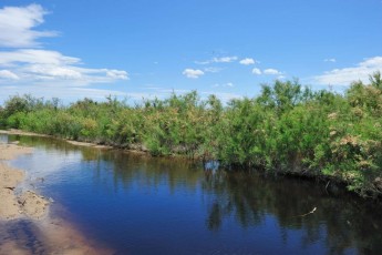 Tamarisk thickets in Nestos river - Habitat type 92D0