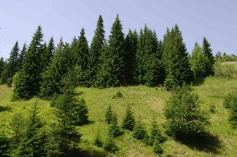 Spruce forests in Greek Rhodope