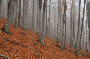 Beech forests in Greek Rhodope