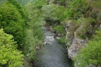Riparian forest with willow species in Greek Rhodope