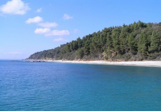 Coastal pine forest in Mt Athos - Habitat type 9540