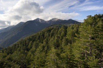 Greek fir and Austrian pine forests at Mt Taygetos