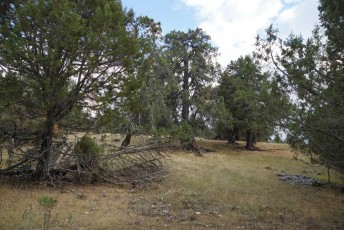 The old growth Juniperus excelsa forest at Agios Athanasios, Vrontero, Prespes National Park