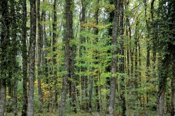 Δάσος οξιάς στο Κρυονέρι Χαλκιδικής