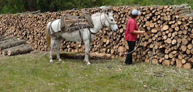 Μεταφορά ξυλείας στη Ροδόπη