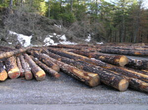 Υλοτομημένοι κορμοί καμμένων δέντρων στον Ταΰγετο το 2007.